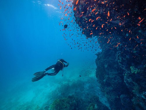 Дайвинг Дахаб Подводный мир Красное море